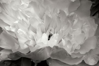Premium Photographic Print, , small