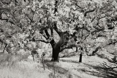 Premium Photographic Print, , small