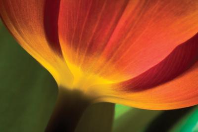Premium Photographic Print, , small
