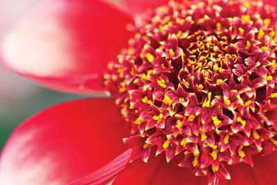 Premium Photographic Print, , small