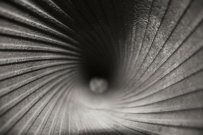 Premium Photographic Print, , small