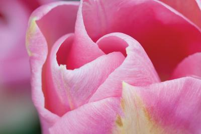 Premium Photographic Print, , small