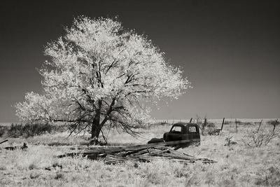 Premium Photographic Print, , small