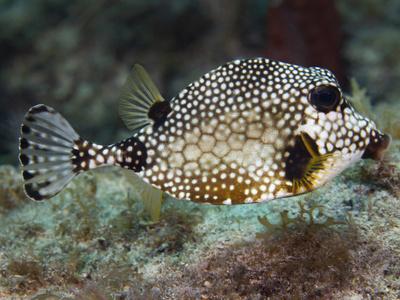 Photographic Print, , small