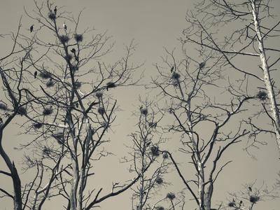 Photographic Print, , small