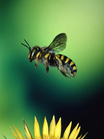 Photographic Print, , small