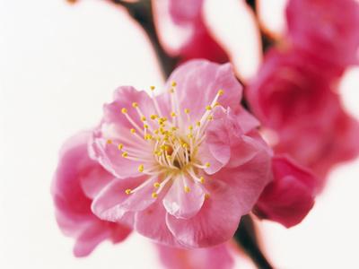 Photographic Print, , small