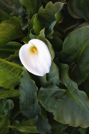 Photographic Print, , small