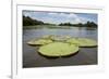 Giant Amazon Lily Pads, Valeria River, Boca Da Valeria, Amazon, Brazil-Cindy Miller Hopkins-Framed Photographic Print