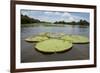 Giant Amazon Lily Pads, Valeria River, Boca Da Valeria, Amazon, Brazil-Cindy Miller Hopkins-Framed Photographic Print