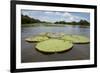 Giant Amazon Lily Pads, Valeria River, Boca Da Valeria, Amazon, Brazil-Cindy Miller Hopkins-Framed Photographic Print