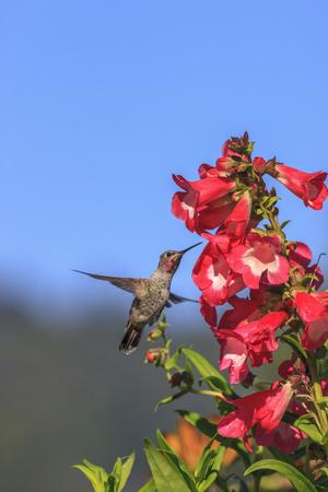 Premium Photographic Print, , small