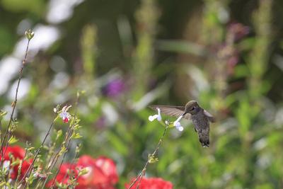 Premium Photographic Print, , small