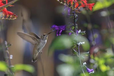 Photographic Print, , small