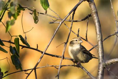 Premium Photographic Print, , small