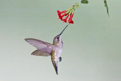 Premium Photographic Print, , small