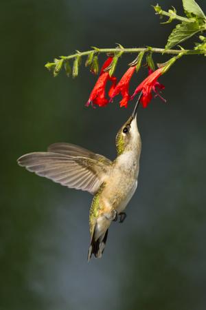 Premium Photographic Print, , small