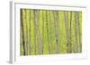 Aspen Trees, White River National Forest Colorado, USA-Charles Gurche-Framed Photographic Print