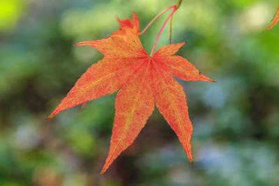 Premium Photographic Print, , small