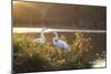 A Great Egret and Snow Goose Rest by the Lake in Ibirapuera Park at Sunset-Alex Saberi-Mounted Photographic Print