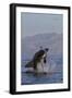 Great White Shark (Carcharodon Carcharias)-David Jenkins-Framed Photographic Print