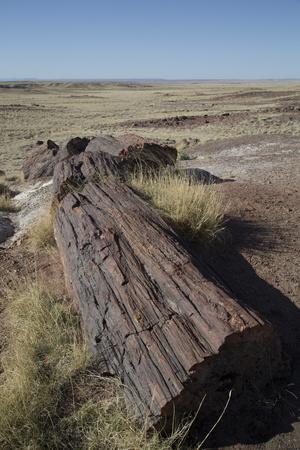 Photographic Print, , small