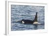 Type a Killer Whale (Orcinus Orca) Bull-Michael Nolan-Framed Photographic Print