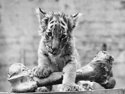 Premium Photographic Print, , small