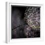 Chandelier-Ursula Abresch-Framed Photographic Print