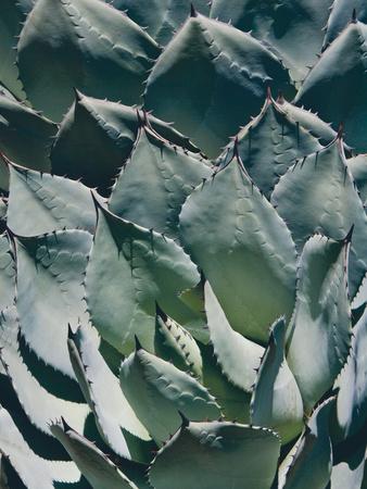 Premium Photographic Print, , small