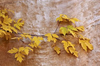 Photographic Print, , small