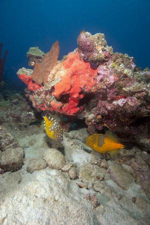 Photographic Print, , small