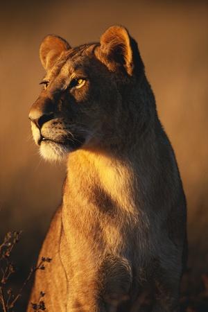 Premium Photographic Print, , small