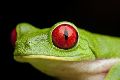 Premium Photographic Print, , small