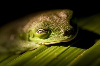 Premium Photographic Print, , small