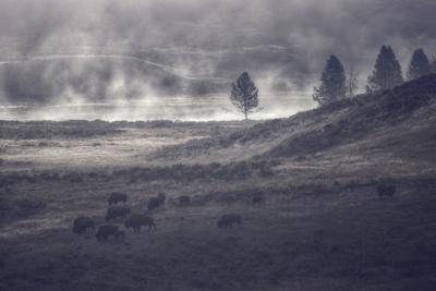 Photographic Print, , small