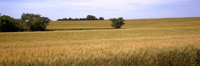 Photographic Print, , small