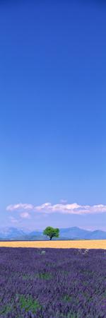 Premium Photographic Print, , small