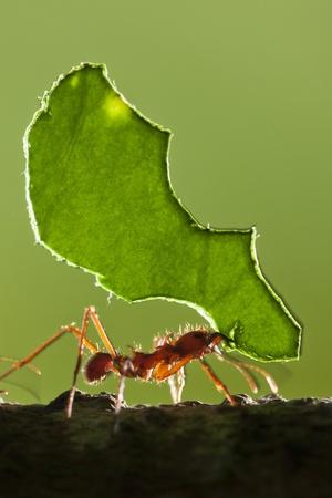 Premium Photographic Print, , small