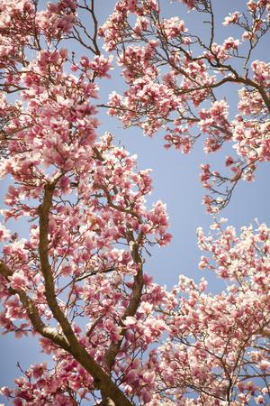 Premium Photographic Print, , small