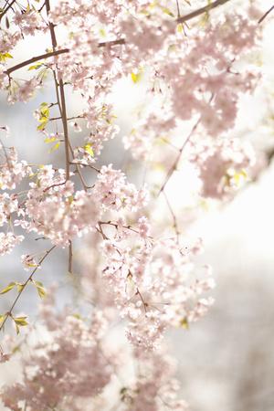 Premium Photographic Print, , small