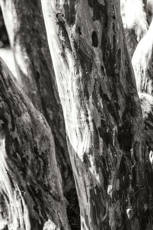 Premium Photographic Print, , small