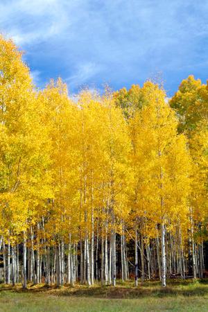 Premium Photographic Print, , small