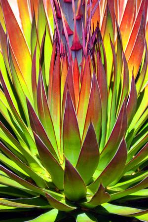 Premium Photographic Print, , small
