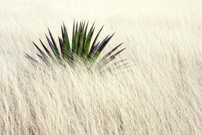 Premium Photographic Print, , small