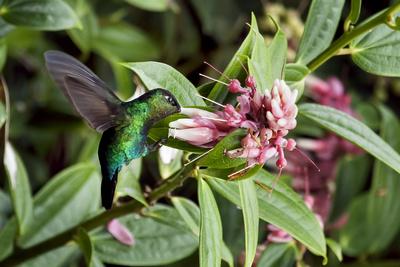 Premium Photographic Print, , small