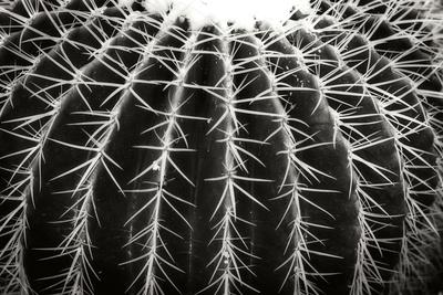 Premium Photographic Print, , small