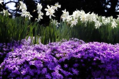 Premium Photographic Print, , small