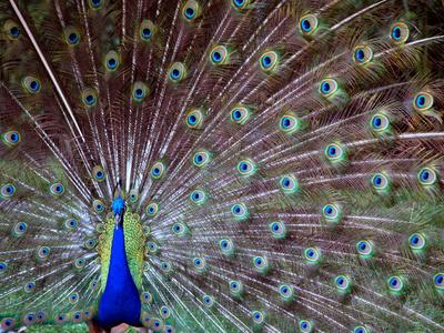 Premium Photographic Print, , small