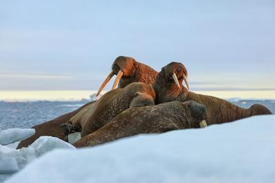 Photographic Print, , small